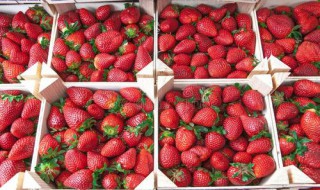 我国生产草莓的市场优势 我国草莓生产现状及展望