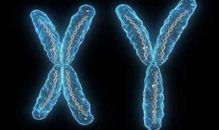 子代雄果蝇性染色体来源 雄性果蝇有几个染色体组