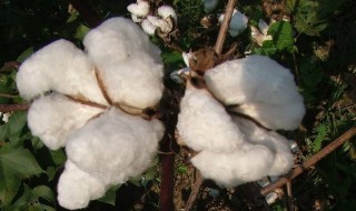棉花纤维是什么成分 棉花的主要成分是纤维素吗