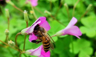 蜂花粉怎么样使用 蜂花粉怎么筛选