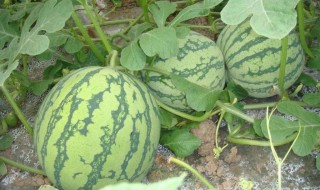 西瓜种子种植之前要用水泡吗 西瓜种子种植之前要用水泡吗