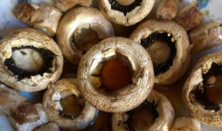 墨西哥龙舌兰酒介绍 墨西哥龙舌兰酒烤蘑菇怎么做