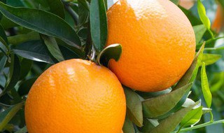 橙子冷冻保存 橙子冷库保存方法