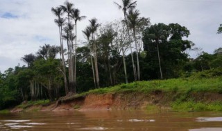 亚马逊河途径几个国家 亚马逊河流域经过几个国家