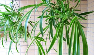哪种植物具有吸收甲醛的功能文竹仙人掌常春藤滴水观音 哪种植物具有吸收甲醛的功能