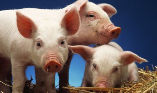 关于小猪的故事小动物的故事 关于小猪的故事