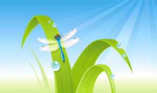 飞翔之王蜻蜓本文使用到的说明方法有什么什么什么的 飞翔之王蜻蜓