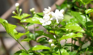 茉莉花如何晒太阳 茉莉花如何晒太阳最佳