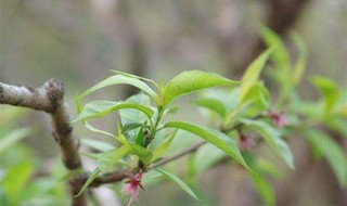 桃树育苗时间和方法（桃树苗种植时间）