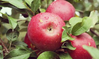 减肥减脂的水果有哪些 减脂期最减脂的水果