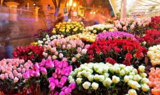 中国十大名花是哪些植物 中国十大名花是哪些