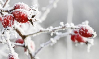 2018年大雪是几月几日 2017年大雪是几月几日