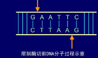 黏性末端是指哪一部分 什么是黏性末端,什么是平末端