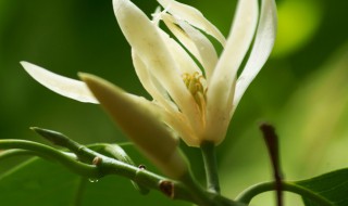 白兰花的盆栽方法和注意事项 白兰花的盆栽方法和注意事项视频