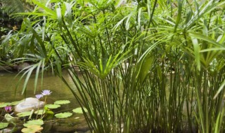 水生植物怎么养才好（水生植物怎么养得好）