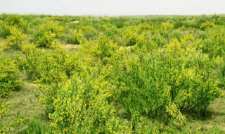 柠条种植需要注意什么（柠条种植需要注意什么细节）