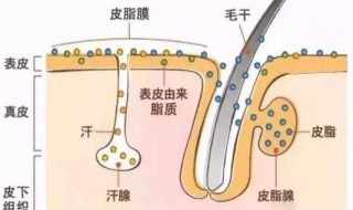 身上皮肤油腻怎么洗 身上皮肤很油怎么办