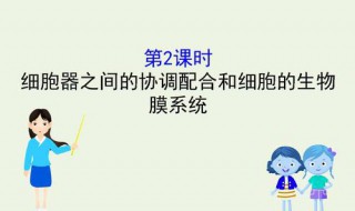 在活跃的线粒体内大多数电子遵循哪个途径? 线粒体怎么工作