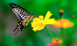 蝴蝶的特点和生活特征 蝴蝶的特点