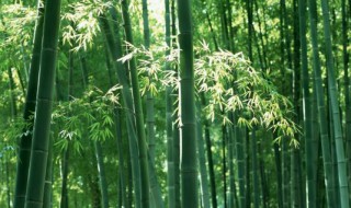 竹子的寓意 竹子的寓意和诗句