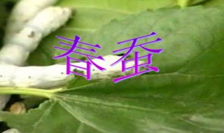 春蚕多久开始蜕皮 春蚕蜕皮要多久