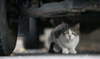 如何让流浪猫接受自己 如何让流浪猫接受自己的窝