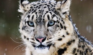 雪豹的瞳孔是什么形状的?