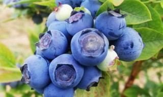 蓝金蓝莓适合北方种植吗 蓝莓北方种植技术