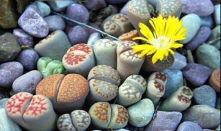 生石花是生物吗为什么不是生物 生石花是生物吗?为什么?