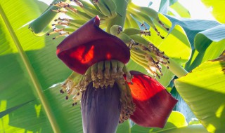 芭蕉的花苞有什么用 芭蕉树的花苞怎么做才好吃