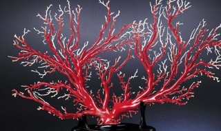 红珊瑚怎么挑选最好 红珊瑚怎么挑选
