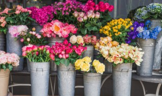 康仙花是康乃馨吗 康乃馨是水仙花吗