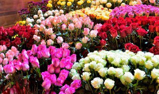 不同颜色的玫瑰花语大全数量 不同颜色的玫瑰花语