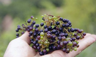 野葡萄有什么用处 野葡萄有什么作用