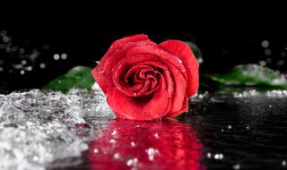 玫瑰的正确读音是什么意思 玫瑰的正确读音是什么