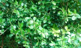 小叶黄杨家庭种植对风水如何 小叶黄杨是绝佳风水树为什么