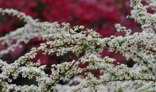 雪柳花放在家里好吗（雪柳能放家里吗）