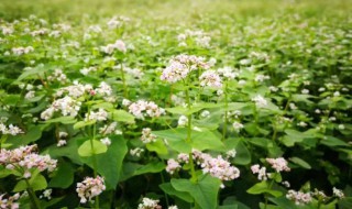 木香花的缺点是什么 木香花的缺点是什么呢