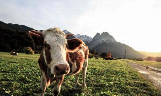 畜牧业的类型 畜牧业类型有哪几种