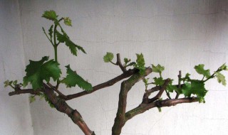 阳台盆栽葡萄怎么修剪枝条 阳台盆栽葡萄怎么修剪