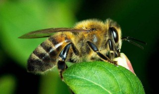 中蜂在六月份会分蜂吗 六月份中蜂还会分蜂吗