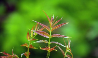 香椿能不能放到冰箱 香椿能不能放冰箱里