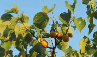 院子能栽杏树吗 院子里能种杏树吗