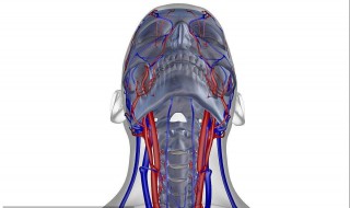 颈动脉的具体位置在哪里 颈动脉的部位在哪里