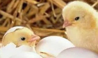 普通鸡蛋能孵出小鸡吗 无精蛋和有精蛋的区别