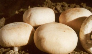 圆蘑菇怎么储存 圆蘑菇怎么储存时间长