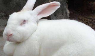 兔子养殖前期注意什么 兔子养殖前期注意什么细节