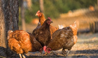 鸡在饲养管理上应注意什么 鸡采取限制饲养时应注意哪些问题