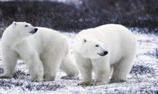 北极熊为什么即将灭绝 为什么北极熊濒临灭绝?