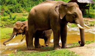 为什么大象对于泰国很重要 为什么大象在泰国很重要?